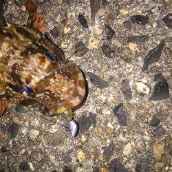 メバル狙い撃沈